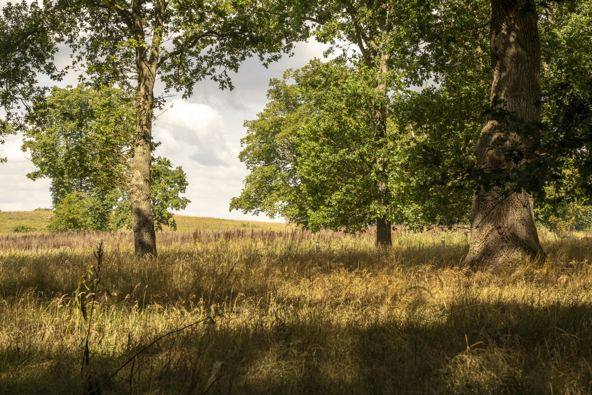 Wooded areas near park